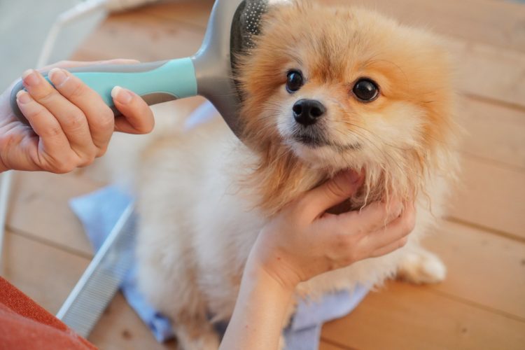 Why Silky is the Ultimate Choice for Pet Grooming
