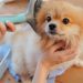 Why Silky is the Ultimate Choice for Pet Grooming