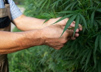 Buying Weed Online in Canada: A Complete Guide (2025)