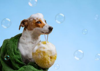 Waterless dog shampoo