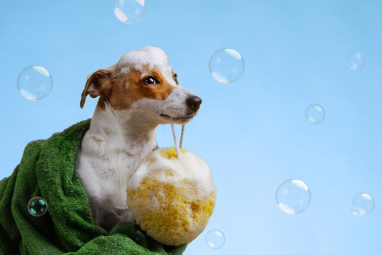 Waterless dog shampoo