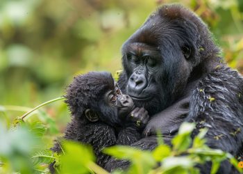 How Safe is Gorilla Trekking in Rwanda?