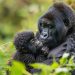 How Safe is Gorilla Trekking in Rwanda?