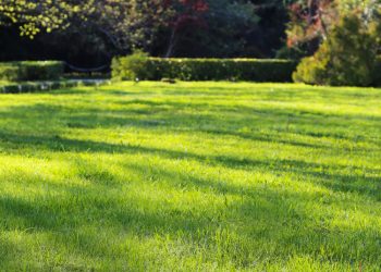 How to Revive a Neglected Lawn in Hamilton: A Step-by-Step Guide