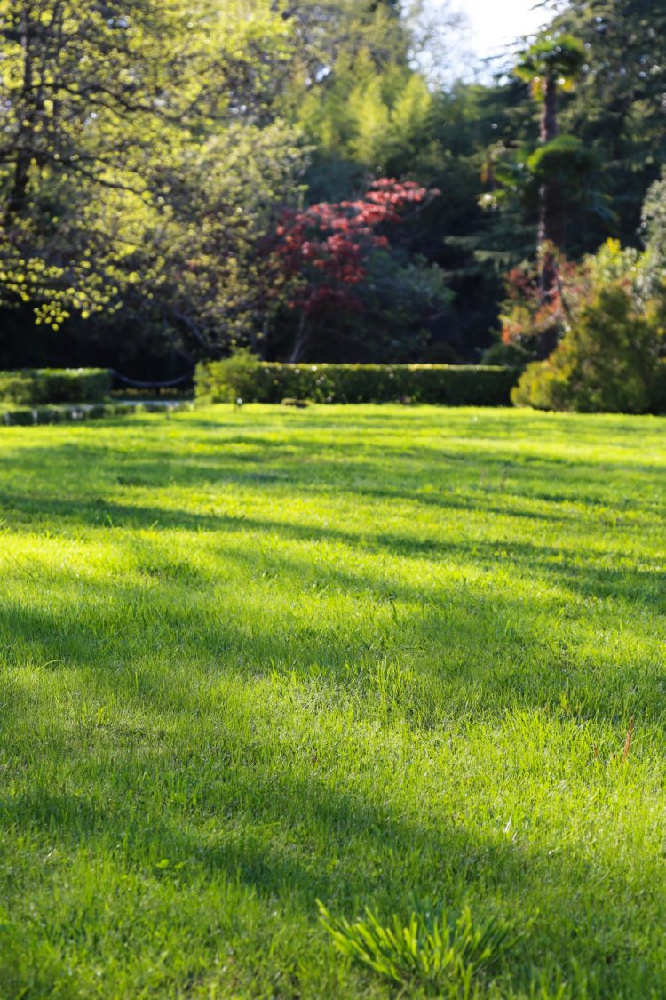 How to Revive a Neglected Lawn in Hamilton: A Step-by-Step Guide