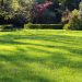 How to Revive a Neglected Lawn in Hamilton: A Step-by-Step Guide