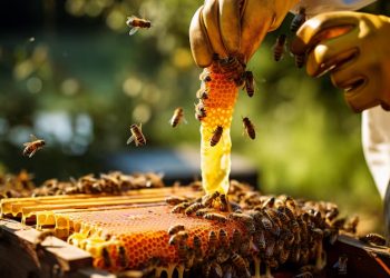 The Connection Between Bee Health and the Future of our Food Supply