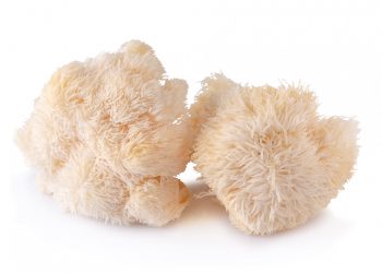 Embracing the Power of Lion’s Mane: A Holistic Approach to Brain Health