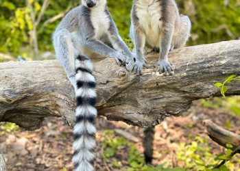 Lemurs of Madagascar: The Stars of Every Madagascar Wildlife Tour