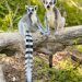 Lemurs of Madagascar: The Stars of Every Madagascar Wildlife Tour