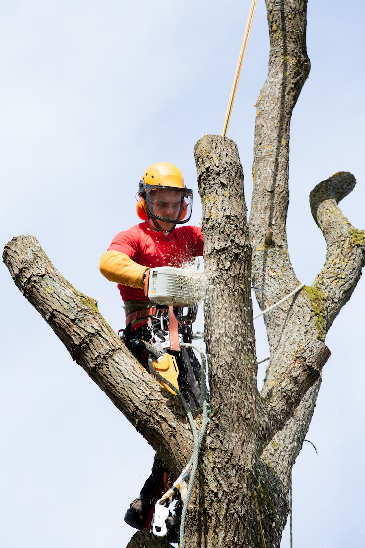 Top Benefits of Professional Tree Services in Reston, VA, for Your ...