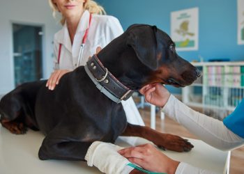 How Dog Bite Injury Lawyers Help You Navigate Insurance Claims