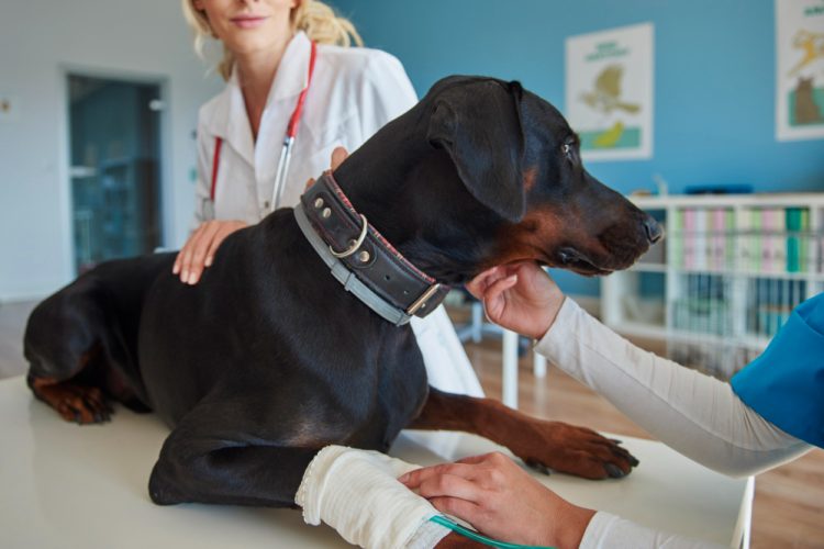 How Dog Bite Injury Lawyers Help You Navigate Insurance Claims