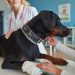 How Dog Bite Injury Lawyers Help You Navigate Insurance Claims