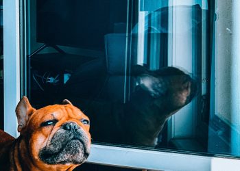 Bulldog Garage Door Repair: Reliable Residential & Commercial Garage Door Services in Texas