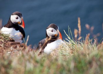 Iceland’s Westfjords: Where Puffins Outnumber People