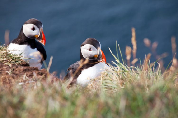 Iceland’s Westfjords: Where Puffins Outnumber People