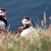 Iceland’s Westfjords: Where Puffins Outnumber People