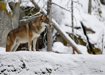 늑대닷컴 바로가기 최신주소 2025