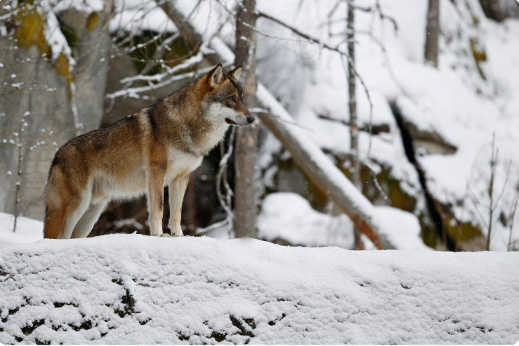 늑대닷컴 바로가기 최신주소 2025