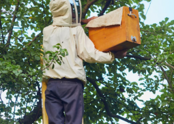 Wasp Nest Removal Tips for Eagle Homes