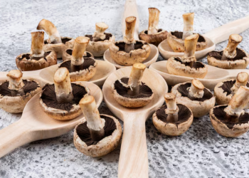 Shiitake Fruiting Blocks: A Beginner’s Guide
