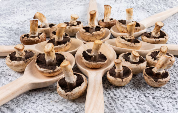 Shiitake Fruiting Blocks: A Beginner’s Guide