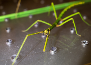Common Rainy Season Pests in Sammamish