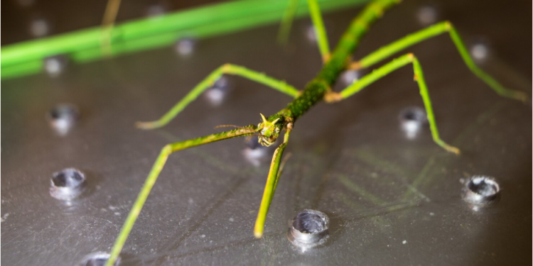 Common Rainy Season Pests in Sammamish