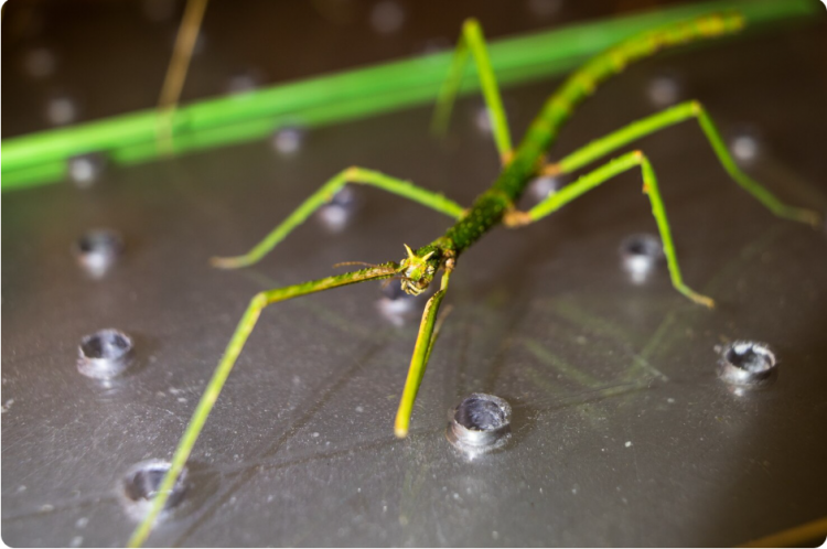 Common Rainy Season Pests in Sammamish