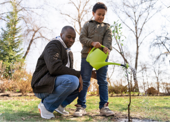 Keeping Stockport’s Trees Safe, Healthy, and Long-Lived: What Tree Surgeons Actually Do