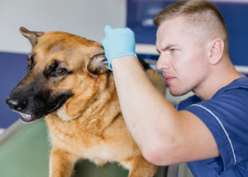 Dog Ear Yeast Infection: The Four-Factor Map Behind Repeat Flares