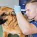 Dog Ear Yeast Infection: The Four-Factor Map Behind Repeat Flares