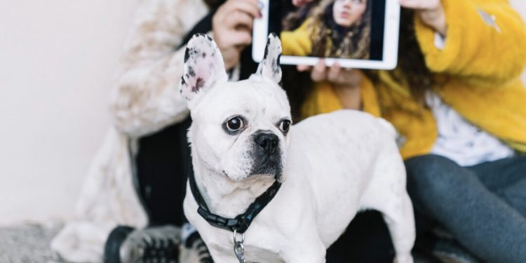 How to Turn Your Favorite Pet Photos Into Meaningful Home Décor