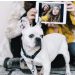 How to Turn Your Favorite Pet Photos Into Meaningful Home Décor